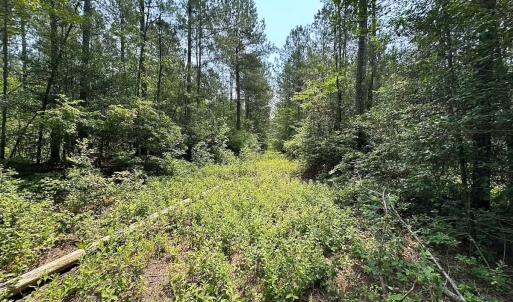 Photo #24 of Off Lebanon Church Rd, Jarratt, VA 38.0 acres