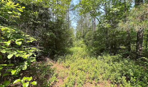 Photo #26 of Off Lebanon Church Rd, Jarratt, VA 38.0 acres