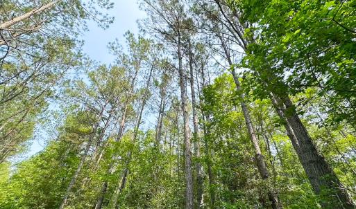 Photo #35 of Off Lebanon Church Rd, Jarratt, VA 38.0 acres