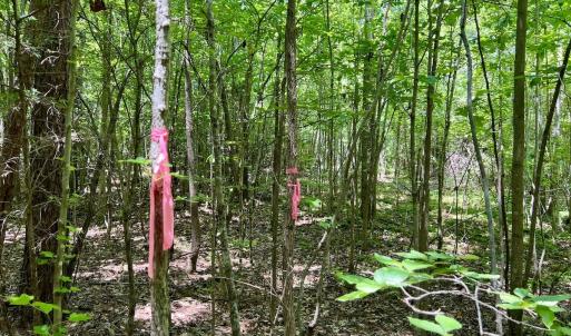 Photo #4 of Off High View Church Rd, Roxboro, NC 2.3 acres