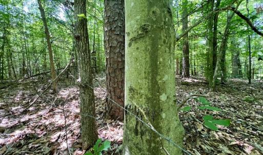 Photo #23 of Off High View Church Rd, Roxboro, NC 2.3 acres