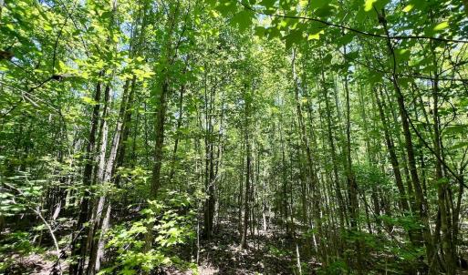 Photo #31 of Off High View Church Rd, Roxboro, NC 2.3 acres