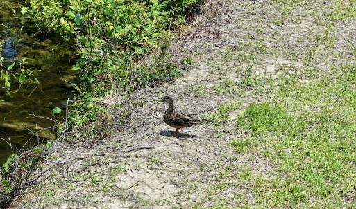 Photo #12 of Off Highway 33, Chocowinity, NC 16.5 acres