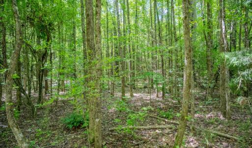 Photo #16 of Off Covered Bridge Rd, Zebulon, NC 58.0 acres