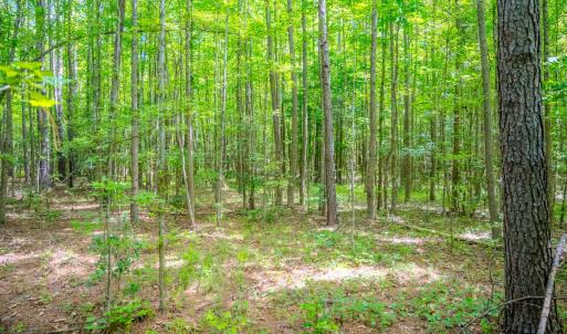 Photo #17 of Off Covered Bridge Rd, Zebulon, NC 58.0 acres