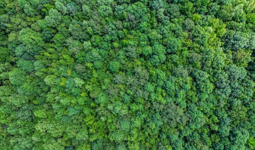 Photo #18 of Off Covered Bridge Rd, Zebulon, NC 58.0 acres
