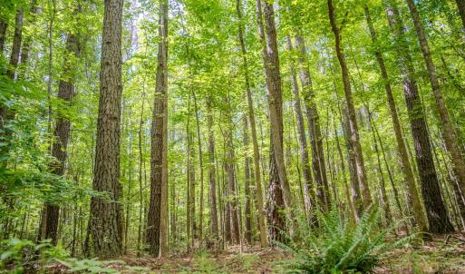 Photo #24 of Off Covered Bridge Rd, Zebulon, NC 58.0 acres