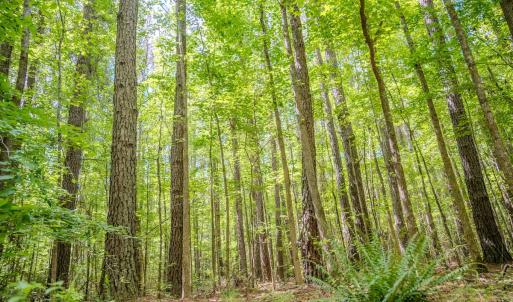 Photo #26 of Off Covered Bridge Rd, Zebulon, NC 58.0 acres
