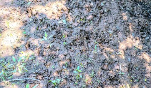 Photo #30 of Off Covered Bridge Rd, Zebulon, NC 58.0 acres