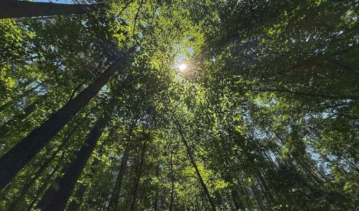 Photo #25 of Off Gordon Lane, Macon, NC 1.0 acres