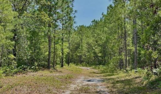 Photo #14 of Off Highway 306, Grantsboro, NC 704.0 acres