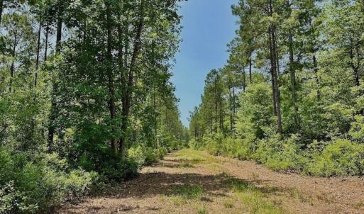 Photo #17 of Off Highway 306, Grantsboro, NC 704.0 acres