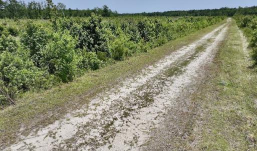 Photo #37 of Off Highway 306, Grantsboro, NC 704.0 acres
