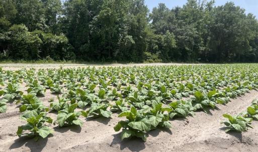 Photo #53 of Off Highway 306, Grantsboro, NC 704.0 acres