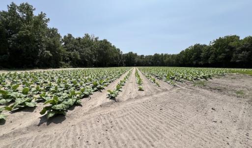 Photo #54 of Off Highway 306, Grantsboro, NC 704.0 acres