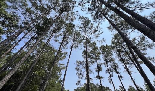 Photo #57 of Off Highway 306, Grantsboro, NC 704.0 acres