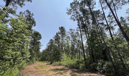 Photo #75 of Off Highway 306, Grantsboro, NC 704.0 acres