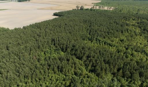 Photo #47 of Off Middle Swamp Rd, Corapeake, NC 234.4 acres