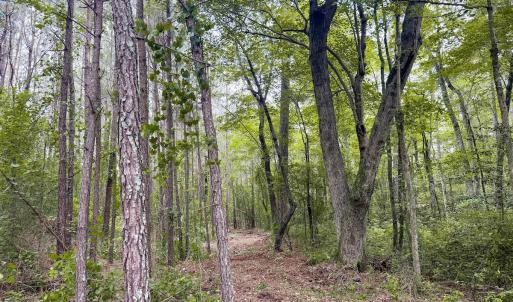 Photo #13 of Off Chinquapin Rd, Wakefield, VA 13.3 acres