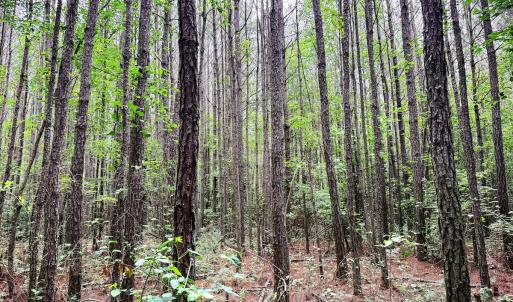 Photo #14 of Off Chinquapin Rd, Wakefield, VA 13.3 acres