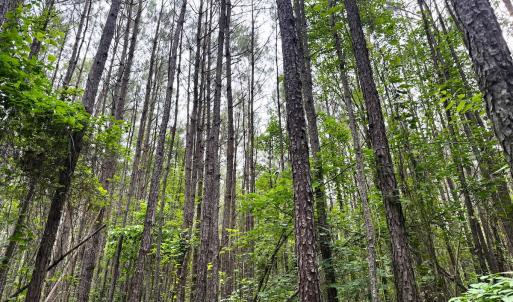 Photo #15 of Off Chinquapin Rd, Wakefield, VA 13.3 acres