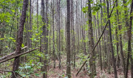 Photo #17 of Off Chinquapin Rd, Wakefield, VA 13.3 acres