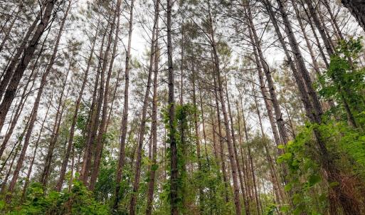 Photo #18 of Off Chinquapin Rd, Wakefield, VA 13.3 acres