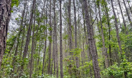 Photo #20 of Off Chinquapin Rd, Wakefield, VA 13.3 acres