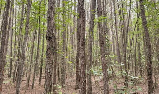 Photo #21 of Off Chinquapin Rd, Wakefield, VA 13.3 acres