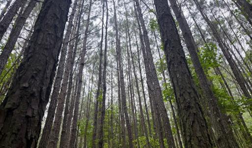 Photo #22 of Off Chinquapin Rd, Wakefield, VA 13.3 acres