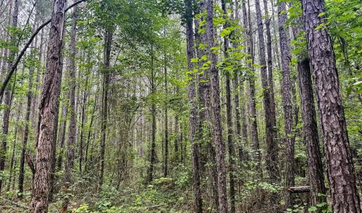 Photo #23 of Off Chinquapin Rd, Wakefield, VA 13.3 acres