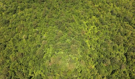 Photo #14 of 5799 Tolarsville Road , Saint Pauls , NC 439.0 acres