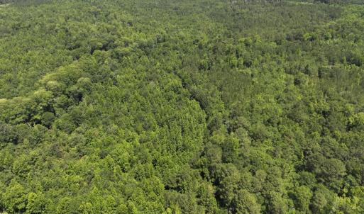 Photo #17 of 5799 Tolarsville Road , Saint Pauls , NC 439.0 acres