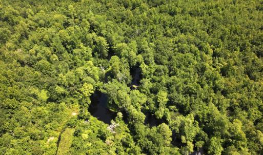 Photo #32 of 5799 Tolarsville Road , Saint Pauls , NC 439.0 acres