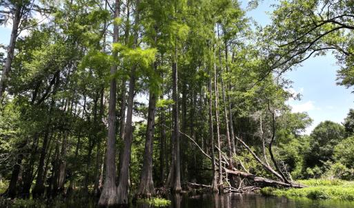 Photo #36 of 5799 Tolarsville Road , Saint Pauls , NC 439.0 acres