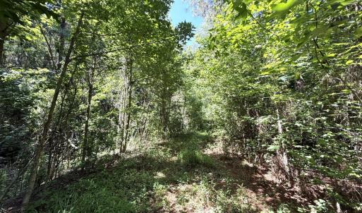 Photo #51 of 5799 Tolarsville Road , Saint Pauls , NC 439.0 acres
