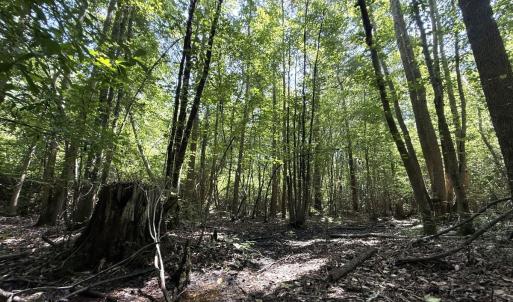 Photo #55 of 5799 Tolarsville Road , Saint Pauls , NC 439.0 acres