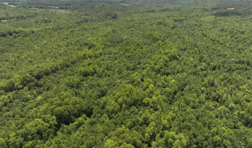 Photo #58 of 5799 Tolarsville Road , Saint Pauls , NC 439.0 acres