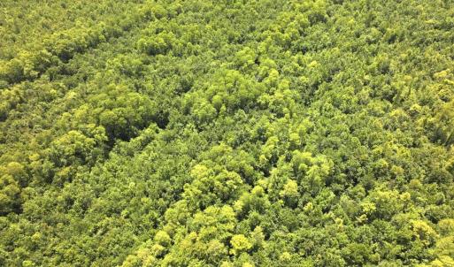 Photo #60 of 5799 Tolarsville Road , Saint Pauls , NC 439.0 acres