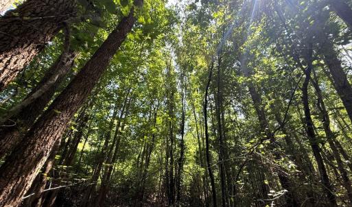 Photo #65 of 5799 Tolarsville Road , Saint Pauls , NC 439.0 acres
