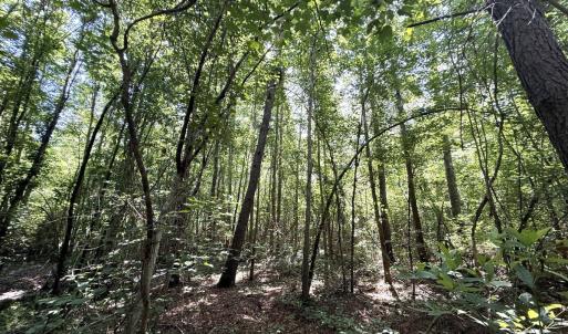 Photo #66 of 5799 Tolarsville Road , Saint Pauls , NC 439.0 acres