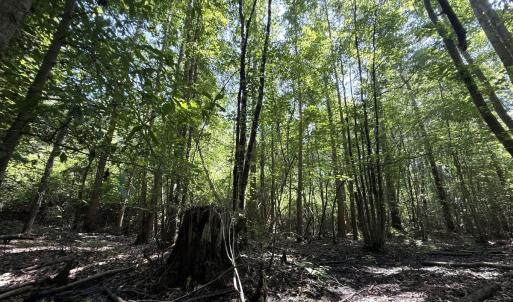 Photo #67 of 5799 Tolarsville Road , Saint Pauls , NC 439.0 acres