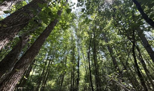 Photo #68 of 5799 Tolarsville Road , Saint Pauls , NC 439.0 acres