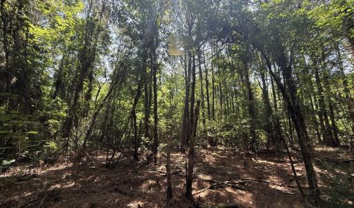 Photo #69 of 5799 Tolarsville Road , Saint Pauls , NC 439.0 acres