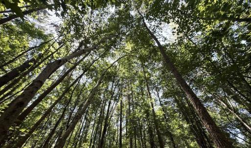 Photo #70 of 5799 Tolarsville Road , Saint Pauls , NC 439.0 acres