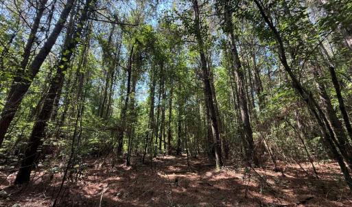 Photo #71 of 5799 Tolarsville Road , Saint Pauls , NC 439.0 acres