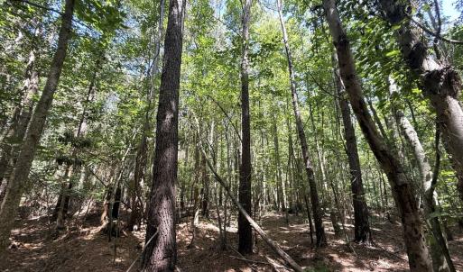 Photo #73 of 5799 Tolarsville Road , Saint Pauls , NC 439.0 acres
