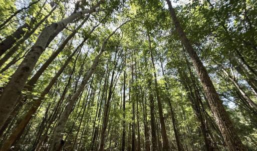 Photo #74 of 5799 Tolarsville Road , Saint Pauls , NC 439.0 acres