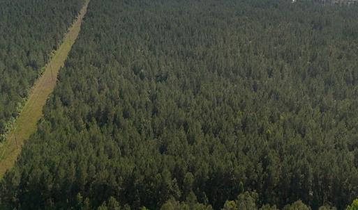 Photo #12 of Off Barbee Rd, Richlands , NC 97.0 acres
