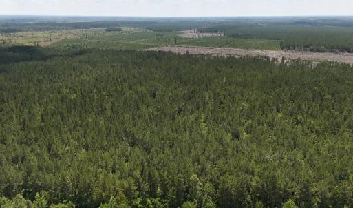Photo #14 of Off Barbee Rd, Richlands , NC 97.0 acres